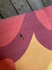 Evacanthus interruptus