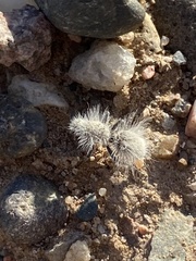 Dasymutilla