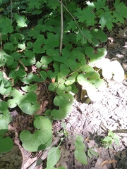 Asarum canadense