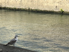 Chroicocephalus ridibundus