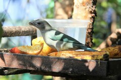 Thraupis sayaca