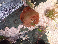 Actinia equina