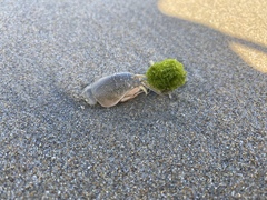 Emerita analoga