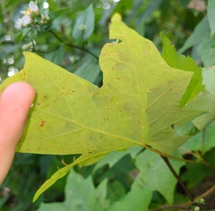 Vasates aceriscrumena