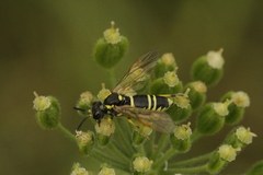 Tenthredo arcuata
