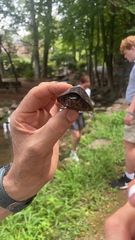 Sternotherus odoratus