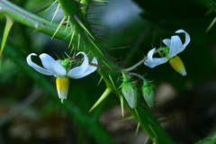 Solanum capsicoides