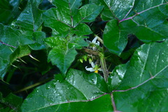 Solanum capsicoides