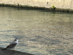 Chroicocephalus ridibundus