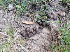 Oryctolagus cuniculus