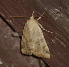 Cosmia trapezina