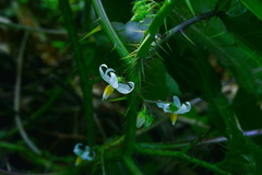 Solanum capsicoides