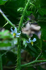 Solanum capsicoides