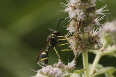 Eumenes