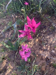 Hesperantha pauciflora