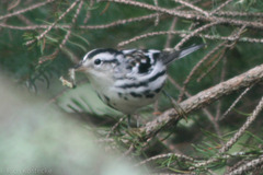 Mniotilta varia