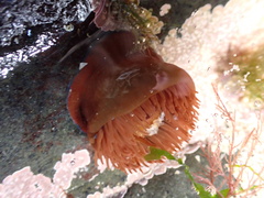 Actinia equina