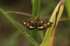 Pyrausta aurata