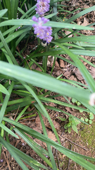 Liriope muscari