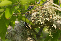 Mniotilta varia