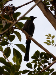 Dendrocitta formosae formosae