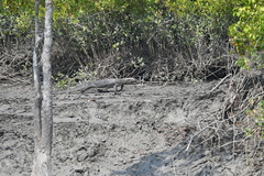 Varanus salvator