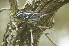 Mniotilta varia