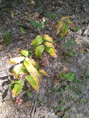 Maianthemum racemosum