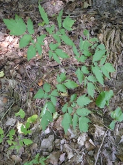 Actaea