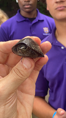 Sternotherus odoratus