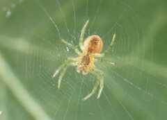 Araniella