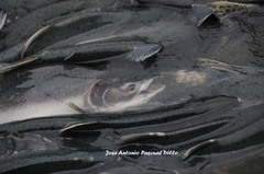 Oncorhynchus gorbuscha