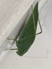 Microcentrum rhombifolium