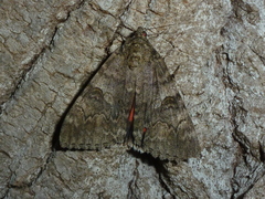 Catocala nupta