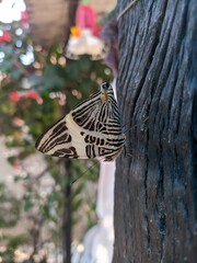 Colobura dirce