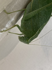 Microcentrum rhombifolium