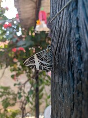 Colobura dirce