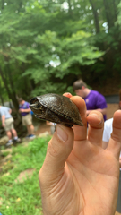 Sternotherus odoratus