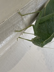Microcentrum rhombifolium