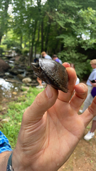 Sternotherus odoratus