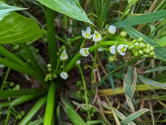 Sagittaria