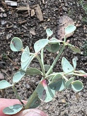 Euphorbia lurida