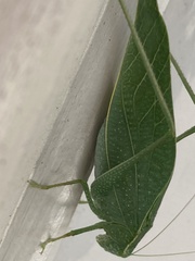 Microcentrum rhombifolium