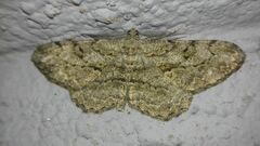 Peribatodes rhomboidaria