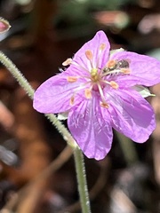 Geranium caespitosum
