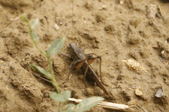 Platycleis grisea