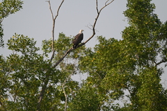 Haliaeetus leucogaster