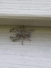 Platycryptus undatus