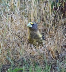 Coccothraustes vespertinus