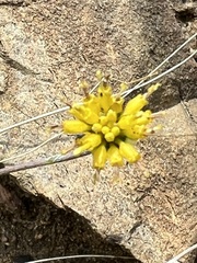 Hymenopappus filifolius lugens